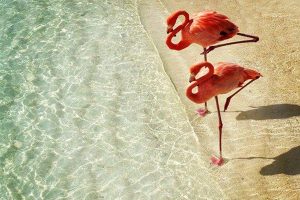 Don't forget about flamingos!